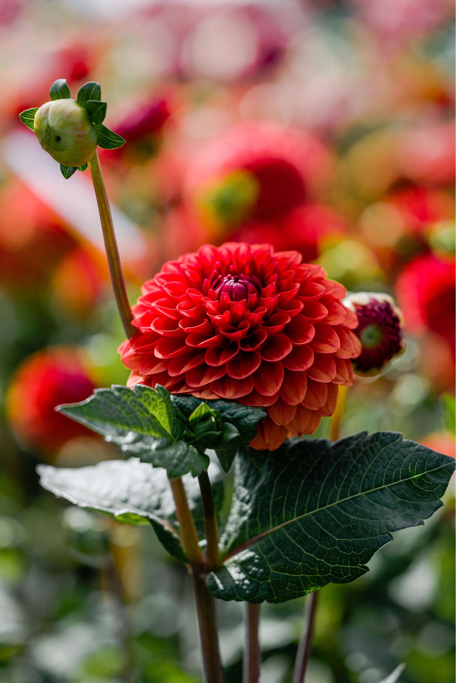Dahlie 'Brown Sugar'